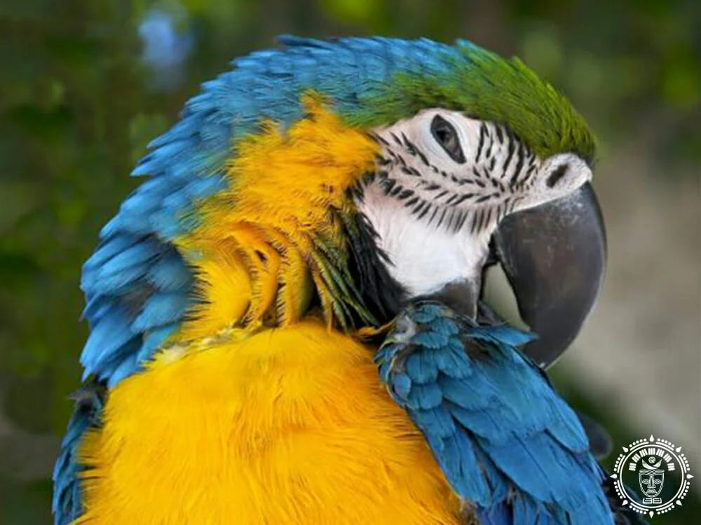 Queen Maya XXL Guacamaya 1