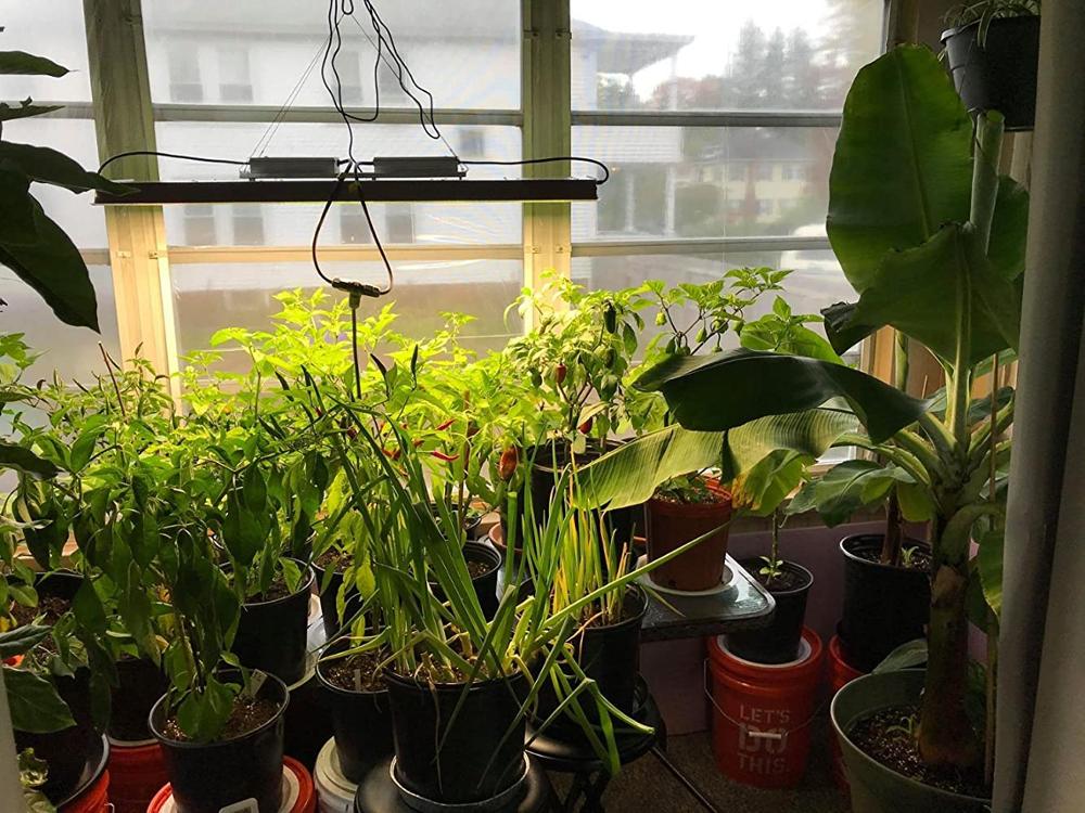 FC 3000 Samsung LM301B Full Spectrum LED Grow Lights Strip Grow Tent Hydroponics Veg and Flower